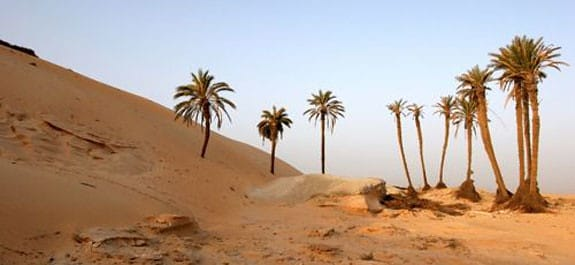1 Jour :	Le Caire - Oasis Fayoum