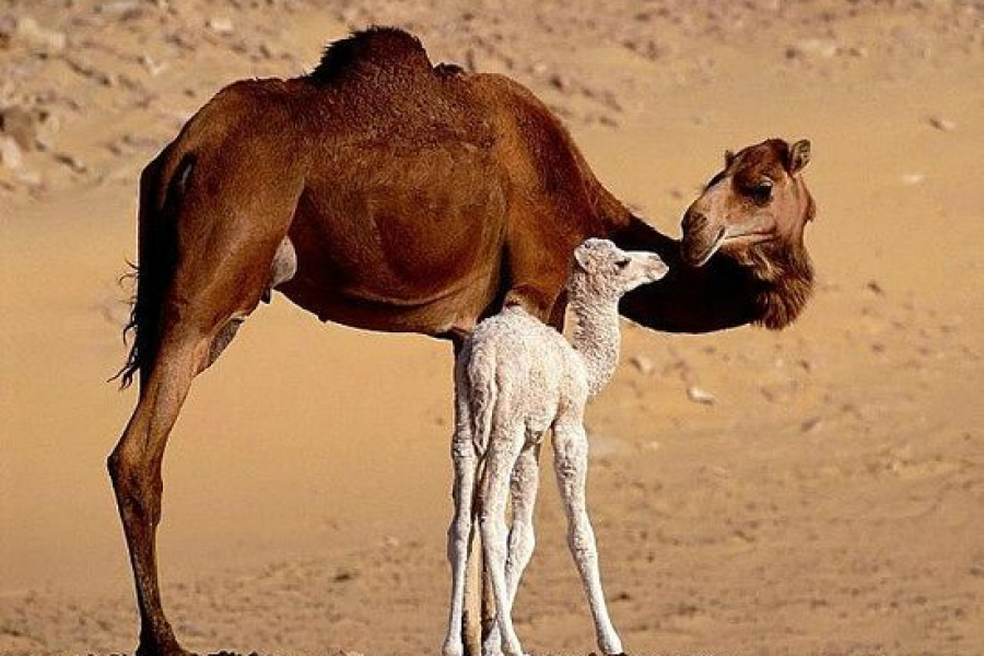 Séjour Classique Oasis de Bahariya